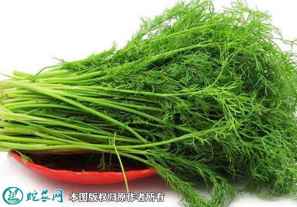 2021年4月22日茴香价格行情、今日小茴香多少钱一斤？