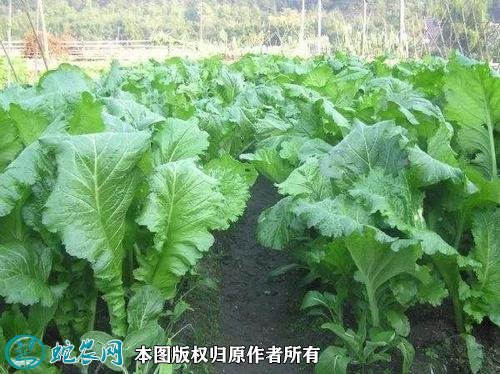 2021年4月22日芥菜价格行情、今日各种芥菜多少钱一斤?