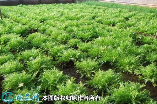 2021年4月22日苦菊价格行情、今日苦菊多少钱一斤?