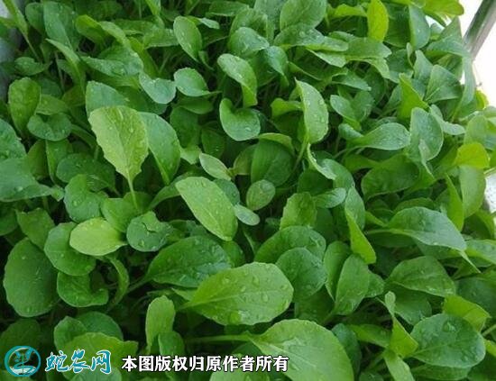 2021年4月22日鸡毛菜价格行情、今日鸡毛菜多少钱一斤?