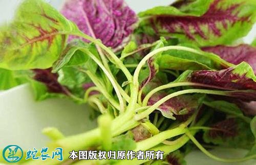 2021年4月22日苋菜价格行情、今日各种苋菜多少钱一斤?