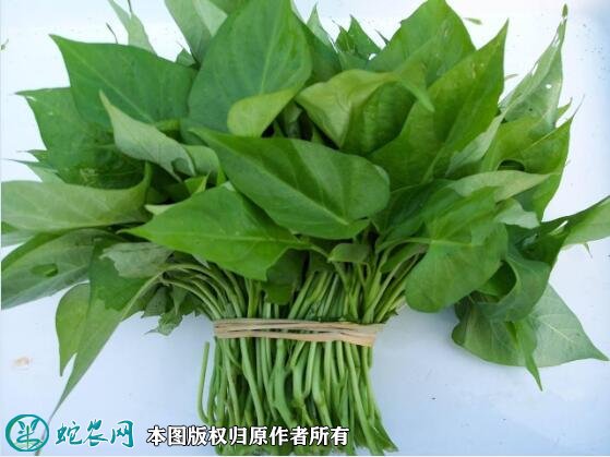 2021年4月22日番薯叶价格行情、今日红薯叶多少钱一斤？