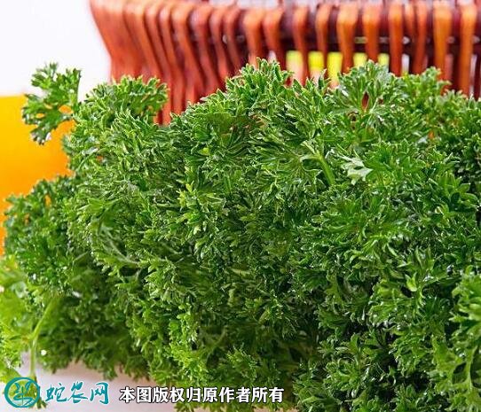 2021年4月22日法香价格行情、今日香芹多少钱一斤?
