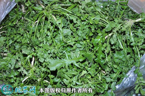 2021年4月22日荠菜价格行情、今日荠菜多少钱一斤?