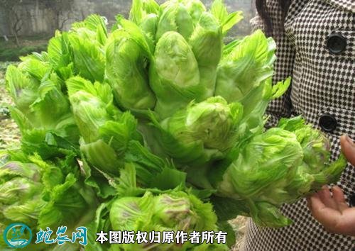 2021年4月22日儿菜价格行情、今日抱子芥多少钱一斤?