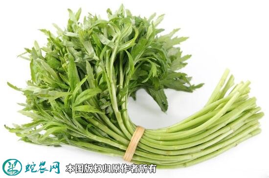 2021年4月22日藜蒿价格行情、今日芦蒿多少钱一斤?