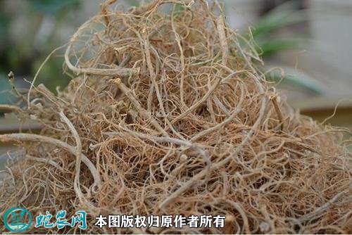 2021年4月22日三七根价格行情、今日三七根茎多少钱一斤？