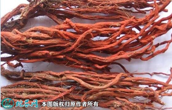 2021年4月22日丹参价格行情、今日各种丹参多少钱一斤?