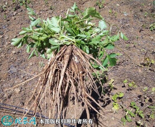 2021年4月22日云南野当归价格行情、今日云南野当归多少钱一斤？