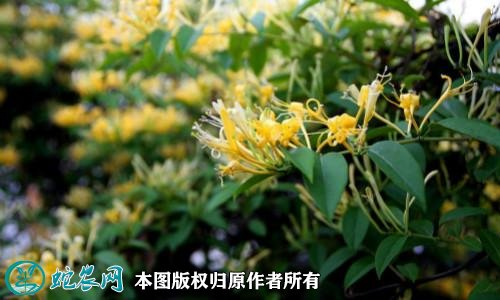 2021年4月22日金银花价格行情、今日各种金银花多少钱一斤？