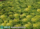 2021年4月22日黄心菜价格行情、...