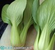 2021年4月22日青梗菜价格行情、...