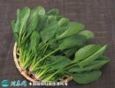 2021年4月22日菠菜价格行情、今...