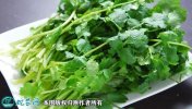 2021年4月22日香菜价格行情、今...