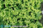 2021年4月22日散叶生菜价格行情...