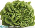 2021年4月22日奶油生菜价格行情...