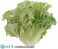 2021年4月22日意大利生菜价格行...