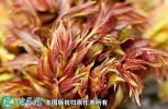2021年4月22日香椿芽价格行情、...