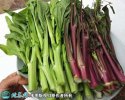 2021年4月22日菜苔价格行情、今...