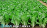 2021年4月22日快菜价格行情、今...