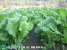 2021年4月22日芥菜价格行情、今...