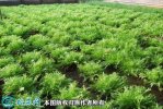 2021年4月22日苦菊价格行情、今...