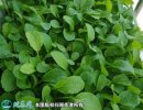 2021年4月22日鸡毛菜价格行情、...