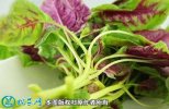 2021年4月22日苋菜价格行情、今...