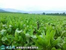 2021年4月22日食叶草价格行情、...