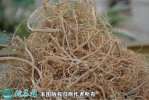 2021年4月22日三七根价格行情、...