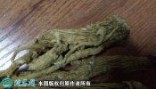 2021年4月22日东当归价格行情、...
