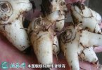 2021年4月22日白芨价格行情、今...