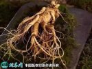 2021年4月22日鲜人参价格行情、...