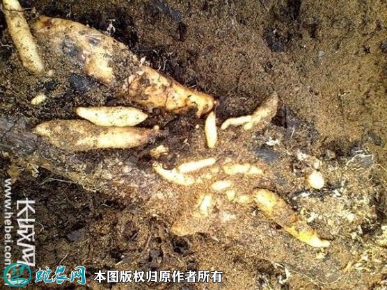 2021年4月23日野生天麻价格行情、今日野生天麻多少钱一斤?