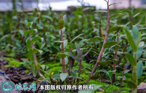 2021年4月23日石斛价格行情、今日各种石斛多少钱一斤?