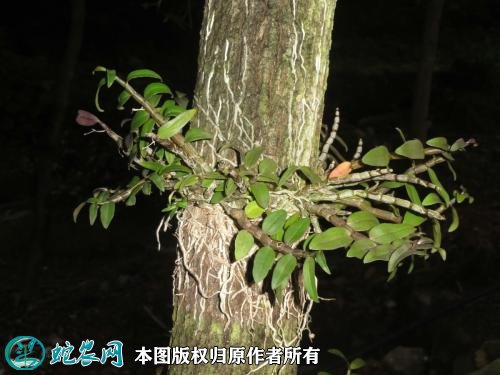 2021年4月23日铁皮石斛价格行情、今日铁皮石斛多少钱一斤？
