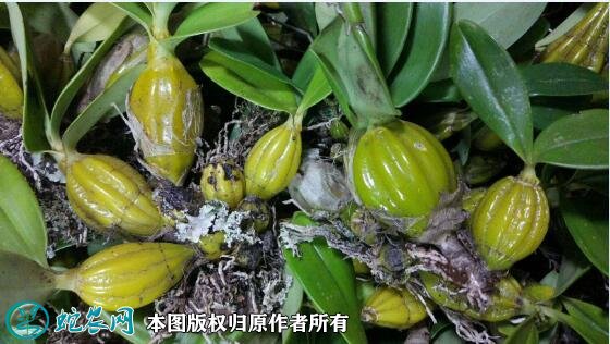2021年4月23日鼓槌石斛价格行情、今日鼓槌石斛多少钱一斤?