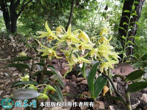 2021年4月23日霍山石斛价格行情、今日霍山石斛米斛多少钱一斤?