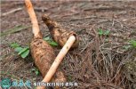 2021年4月23日明天麻价格行情、...