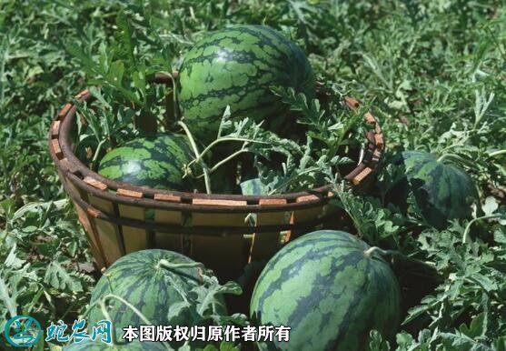 2021年4月24日西瓜价格行情、今日各种西瓜多少钱一斤?