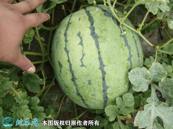2021年4月24日京欣西瓜价格行情、今日京欣西瓜多少钱一斤?