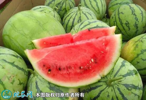2021年4月24日麒麟西瓜价格行情、今日麒麟西瓜多少钱一斤?