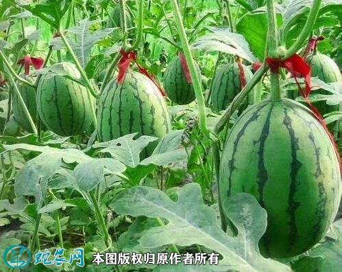 2021年4月24日早春红玉西瓜价格行情、今日早春红玉西瓜多少钱一斤?