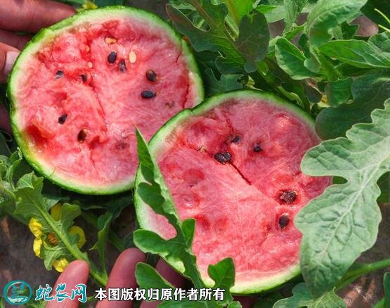2021年4月24日全美2k西瓜价格行情、今日全美2k西瓜多少钱一斤?