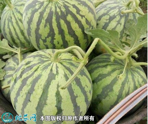 2021年4月24日早佳西瓜价格行情、今日早佳西瓜多少钱一斤?