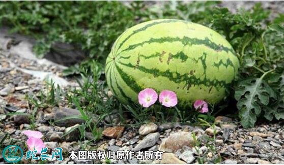2021年4月24日硒砂瓜价格行情、今日硒砂瓜多少钱一斤?