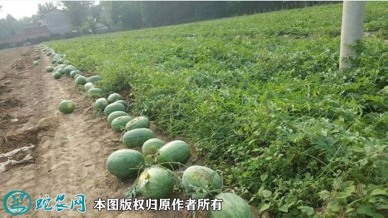 2021年4月24日龙卷风西瓜价格行情、今日龙卷风西瓜多少钱一斤?