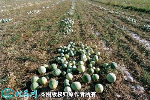 2021年4月24日打瓜价格行情、今日籽瓜多少钱一斤？