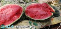 2021年4月24日美都西瓜价格行情...