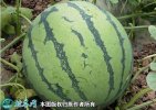 2021年4月24日8424西瓜价格...